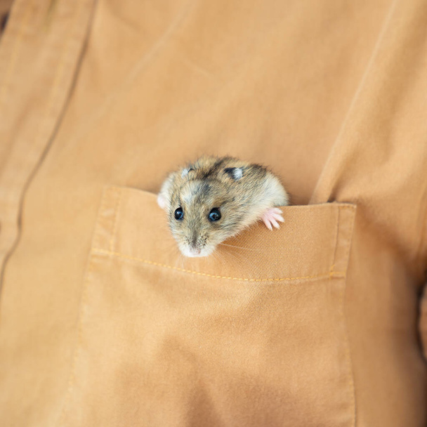 Hamster climbs out of brown pocket.  - Foto, Bild