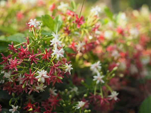 Rangoon Creeper, miele cinese Suckle, Drunen sailor, Combretum indicum DeFilipps nome rosso rosa e bianco fiore in fiore in giardino su sfondo sfocato della natura - Foto, immagini