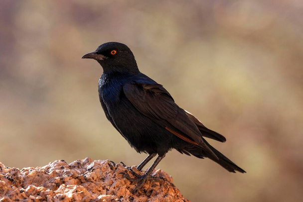 Pale-winged starling (Onychognathus nabouroup), Spitzkoppe, Damaraland, Namibia, Africa - 写真・画像