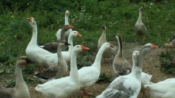 Vuelo de gansos blancos en un prado
 - Metraje, vídeo