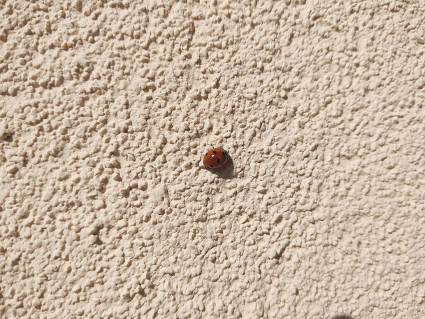 Duvarda uğur böceği, yakın çekim - Fotoğraf, Görsel