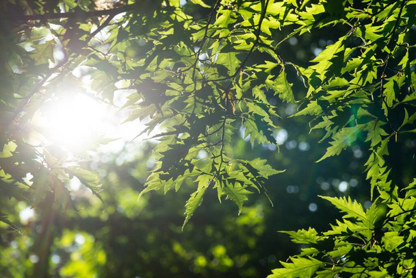 zelené listy v zahradě zblízka záběr - Fotografie, Obrázek