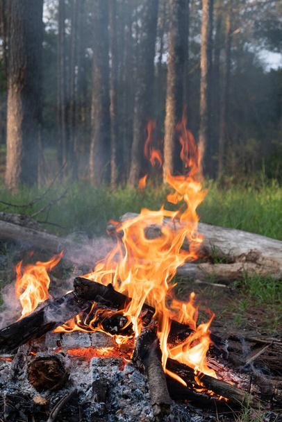 burning flame campfire in the forest evening - Foto, imagen