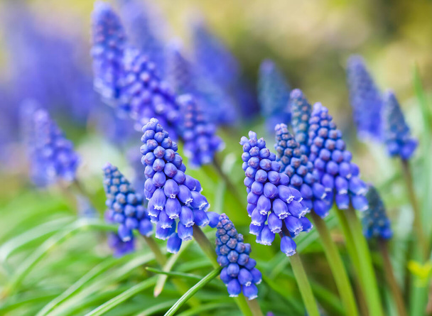 Siniset nuput kukat Muscari armeniacum tai rypäleen hyasintti. Viper bow
 - Valokuva, kuva