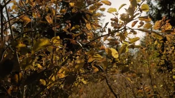 風の黄色の葉に吹いて美しいサンシャイン。自然を背景に。サンフレア。スローモーション. - 映像、動画