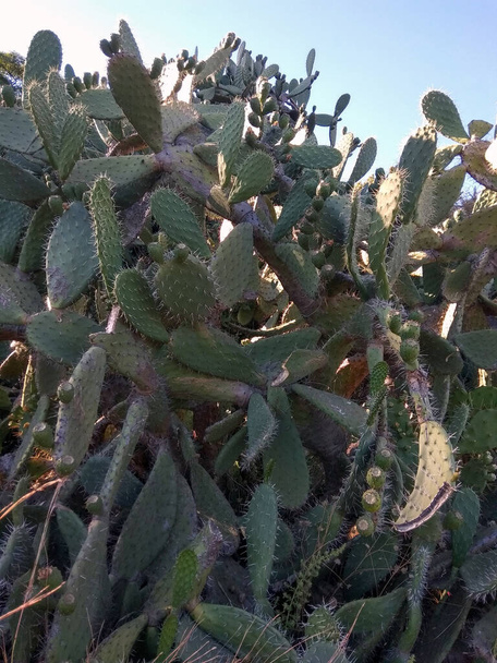 Kaktusfeige oder grüner Ficus mit Spießen und Feigen - Foto, Bild