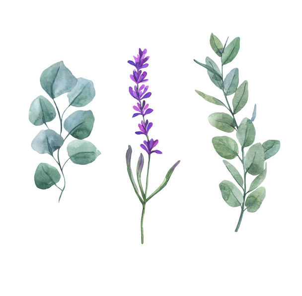 Ramitas de eucalipto y lavanda púrpura aisladas sobre un fondo blanco. Ilustración botánica
. - Foto, Imagen