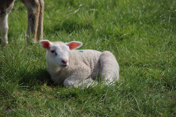 newborn lambs frolicking through the grass with their mother on a farm in Bleiswijk, the Netherlands - Photo, Image