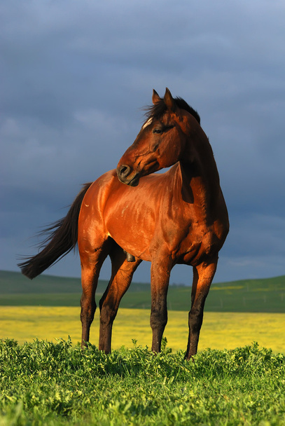 Portrait of brown horse on sunset - Photo, Image
