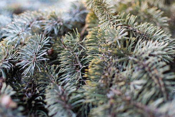 The natural backdrop of the blue spruce, with thin and soft with needles and brown cones, coniferous forest landscape closeup - Fotografie, Obrázek