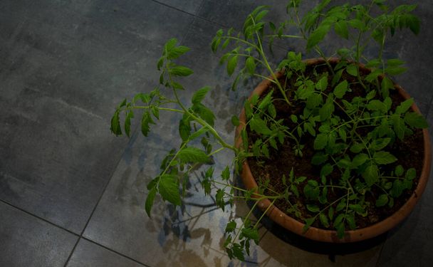 Brote de tomate de cerca. Hojas verdes sobre fondo gris oscuro. Hogar concepto de jardinería
.  - Foto, Imagen