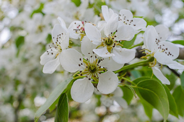 Mooie delicate witte bloemen van wilde peer. Lente, fruitbomen bloeien. april - Foto, afbeelding