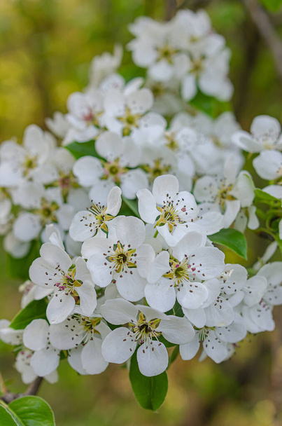 Όμορφα λεπτά λευκά λουλούδια από άγριο αχλάδι. Την άνοιξη ανθίζουν τα οπωροφόρα δέντρα. Απρίλιος - Φωτογραφία, εικόνα