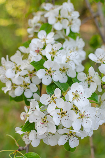 Beautiful delicate white flowers of wild pear. Springtime, fruit trees bloom. April - Photo, Image