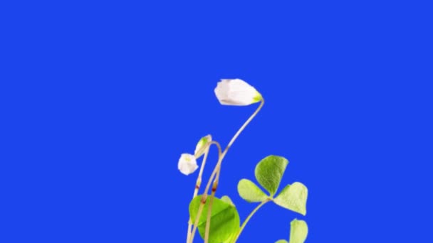 De kruidachtige plant gewone Sourberry (xalis acetoslla) groeit en bloeit met zijn bloemen en bladeren, alfa kanaal, time lapse. Verplaatsing van stengels en bladeren, geneeskrachtige plant, zijaanzicht, close-up. - Video