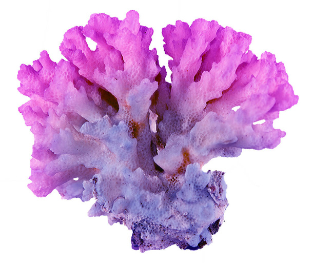 beyaz arkaplanda izole mercan - Fotoğraf, Görsel