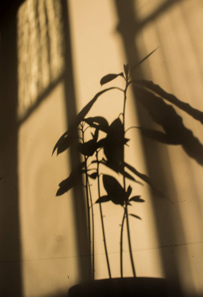 Abacate planta no fundo branco com sombras
.  - Foto, Imagem