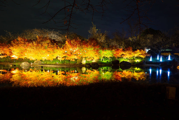 桑名市にある植物園・テーマパーク「なばなの里」は、最も魅力的で最大の冬のイルミネーションイベントが開催され、公園内にはイルミネーションが設置されています。. - 写真・画像
