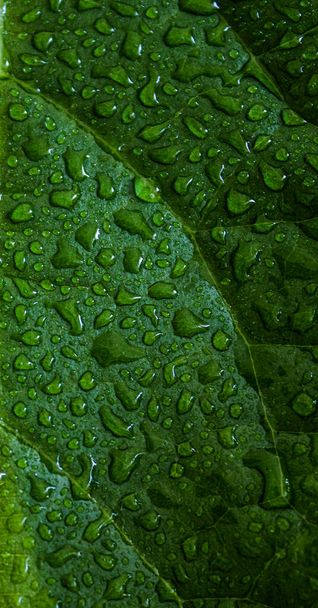 Folha verde de abacate planta macro foto. Textura da folha de perto. Gotas de água na superfície verde. Antecedentes da natureza abstrata
. - Foto, Imagem