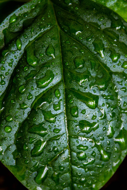 Grünes Blatt der Avocado-Pflanze Makrofoto. Blattextur aus nächster Nähe. Wasser tropft auf die grüne Oberfläche. Hintergrund der abstrakten Natur. - Foto, Bild