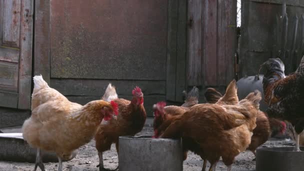 wiele kurczaków pije wodę z patelni na farmie wiejskiej - Materiał filmowy, wideo