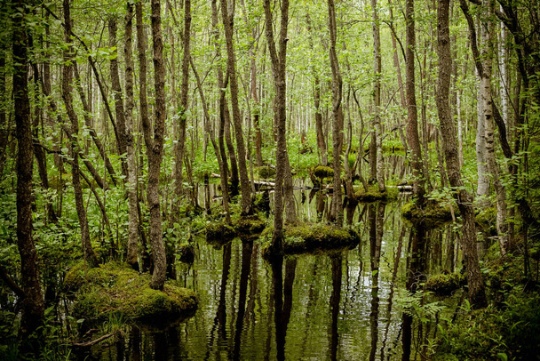 Kosteikko metsä, jossa on vihreät matot moss.Swamp pitkin roads.National Park. Ekologian ja vedenkulutuksen ongelmat. Planeettojen ekosysteemin tuhoutuminen
. - Valokuva, kuva