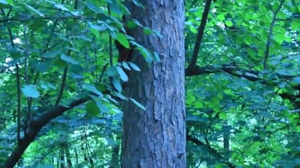 Dos ardillas persiguiéndose en el árbol
 - Imágenes, Vídeo