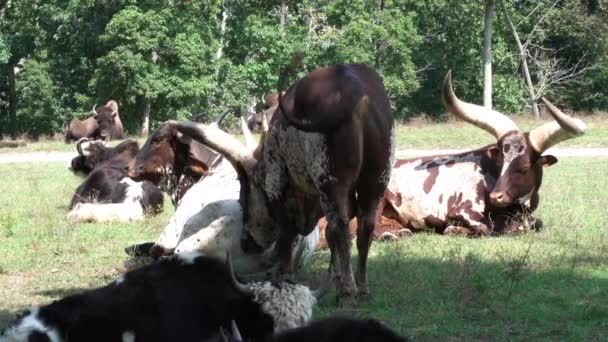 牧草地のアンコール・ロングホーン牛 - 映像、動画