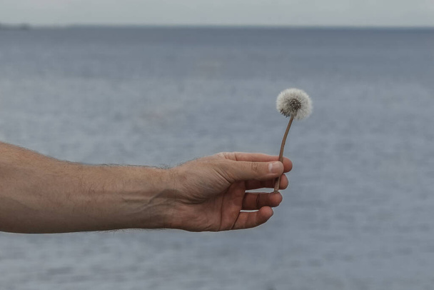 La main d'un homme tient un pissenlit contre la mer et le ciel
 - Photo, image