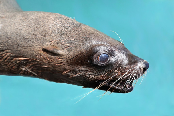 Cape Fur Seal Portrait - Valokuva, kuva