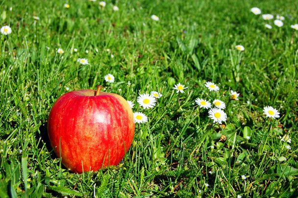 Apfel - Foto, Bild