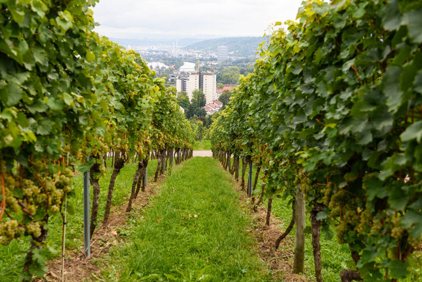 green red grape valley farm growing summer harvest agriculture stuttgart germany - Fotografie, Obrázek