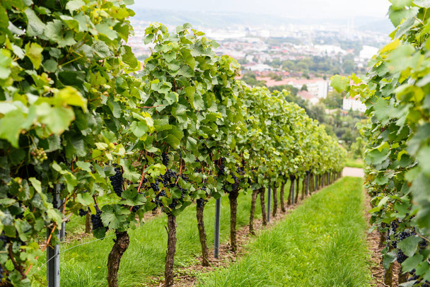 verde uva rossa valle fattoria coltivazione estate raccolto agricoltura Stoccarda Germania
 - Foto, immagini