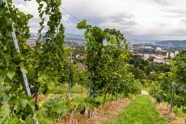 green red grape valley farm growing summer harvest agriculture stuttgart germany - Foto, Imagem