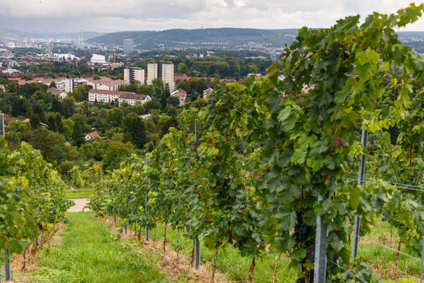 green red grape valley farm growing summer harvest agriculture stuttgart germany - Foto, imagen