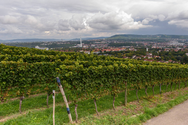 zielony czerwony winogron dolina gospodarstwa uprawy latem zbiorów rolnictwa stuttgart germany - Zdjęcie, obraz