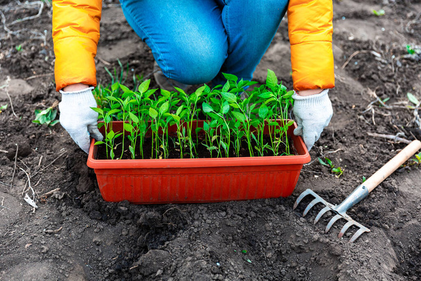 Planting a young seedling of pepper. Woman in white gloves planting young seedlings. Working in the vegetable garden. - Fotoğraf, Görsel