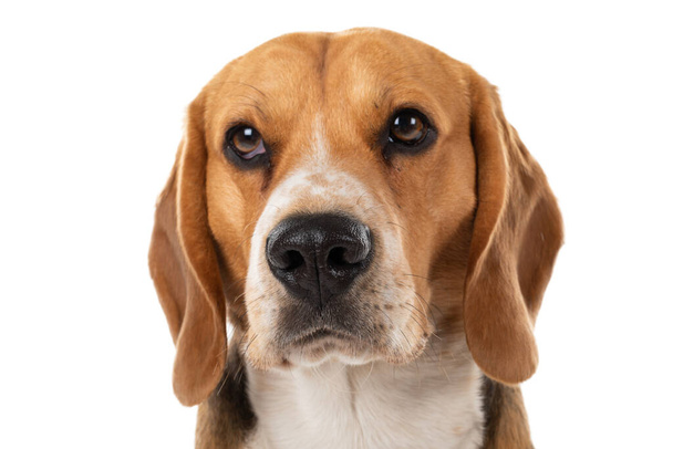Portrait of lovely beagle dog on isolated background - Foto, afbeelding