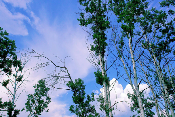 Μια όμορφη θέα του δάσους. Δέντρο κορυφές στο συννεφιασμένο μπλε ουρανό. Πράσινες κορυφές λεύκας. - Φωτογραφία, εικόνα