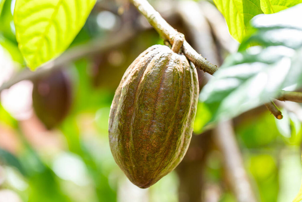 Kaakaopuu (Theobroma cacao). Luonnossa olevat orgaaniset kaakaohedelmäpalot. - Valokuva, kuva