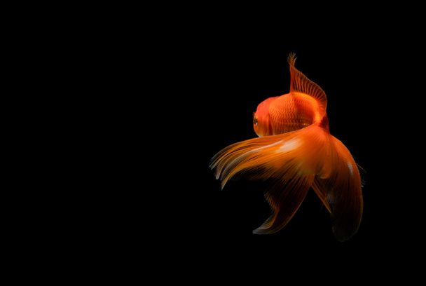 暗い黒の背景に隔離された金魚 - 写真・画像