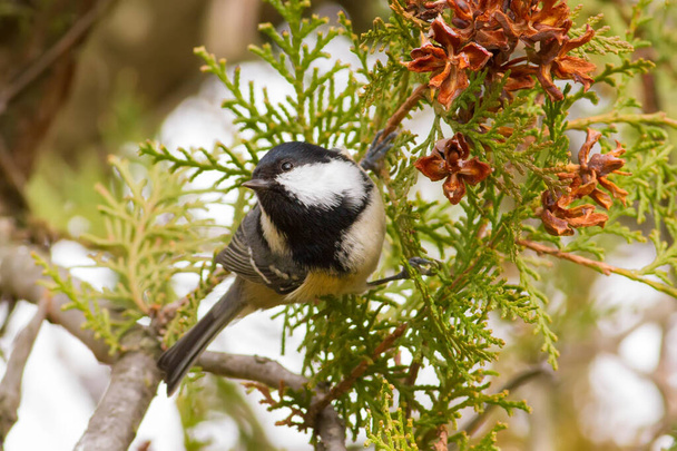 Coal Tit, Periparus ater. Cold autumn morning. A bird sits on a branch of a thuja and eats seeds of a tree. - Fotografie, Obrázek