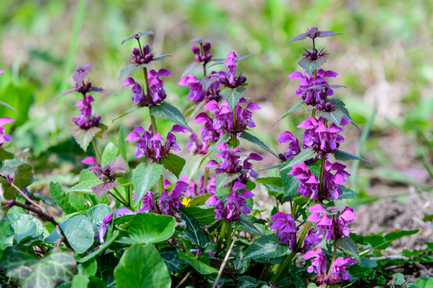 Viele lebendige dunkelviolette Blüten von Lamium album Pflanze, allgemein bekannt als tote Brennnessel in einem Wald in einem sonnigen Frühlingstag, schöne Outdoor-floralen Hintergrund mit weichem Fokus fotografiert - Foto, Bild