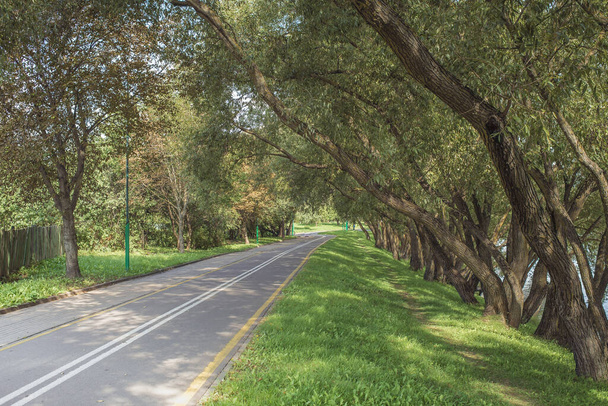 Bike path in the park with green grass and beautiful alea trees. Summer day. Beautiful  landscape. - Foto, Imagen