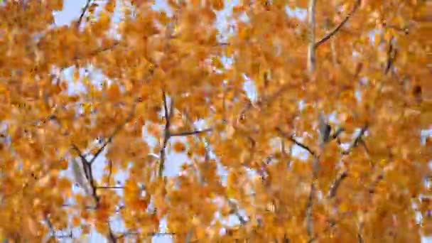 Golden autumn leaves of the aspen tree sway moving in the wind. Autumn forest, trees. Beautiful autumn landscape. Golden autumn. - Filmati, video
