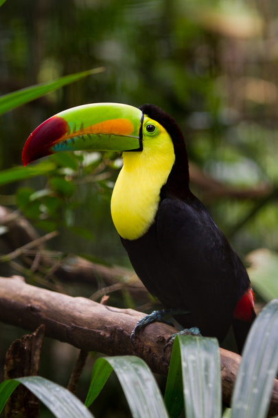 καρίνα τιμολογείται toucan - Φωτογραφία, εικόνα