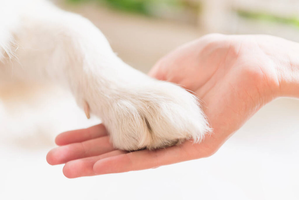 犬の足と人間の手の接触愛情のジェスチャー - 写真・画像