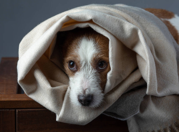 dog with tissue. The pet hid. Jack Russell Terrier. with Warm cloth - Fotó, kép