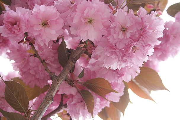 una imagen de hermosas flores de sakura rosa
 - Foto, Imagen