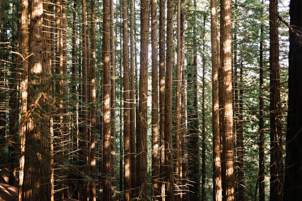 Növényi texturált háttér egy csoport barna és zöld sequoia fák - Fotó, kép